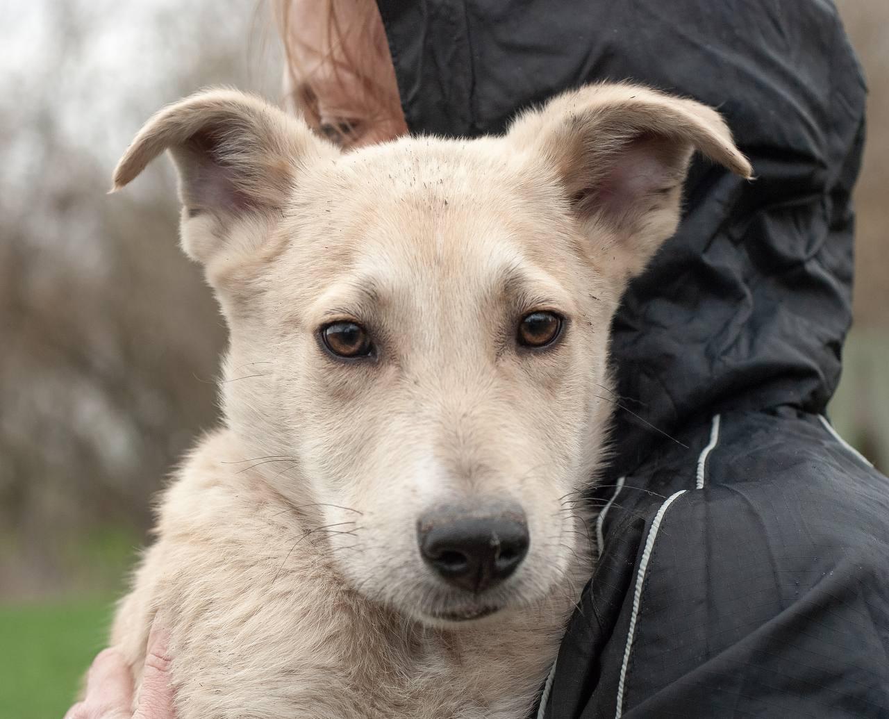Chiens à adopter